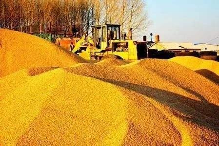 12月份玉米价格上涨的原因,十二月份玉米价格是涨还是跌