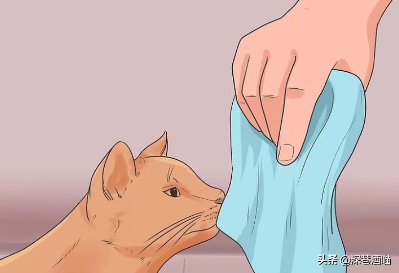 猫咪原住民和新猫如何快速相处,原宿猫如何接收新猫