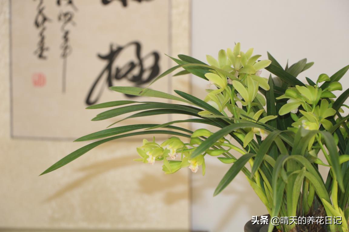 大花蕙兰根部干瘪是怎么回事,大花蕙兰芦头干瘪了还能活吗