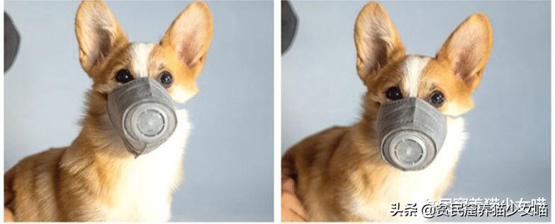 宠物口罩疫情,疫情期间宠物口罩