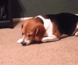 如何帮狗狗度过生理期公狗,50天左右的狗狗该怎么养怎么训练