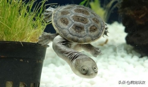 体型小的侧颈龟有哪些,十大外形奇特乌龟
