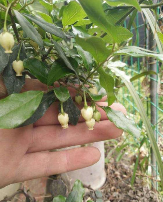 金弹子怎么养护才能开花结果,金弹子开花挂果注意事项