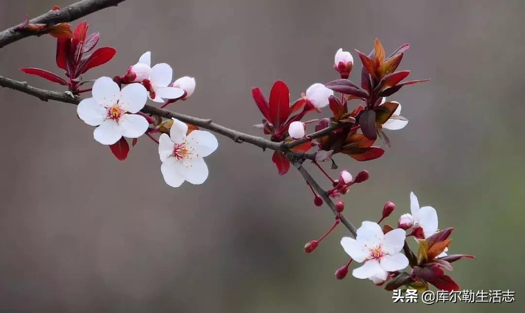 绿化带的小红果,绿化带里面的小红果