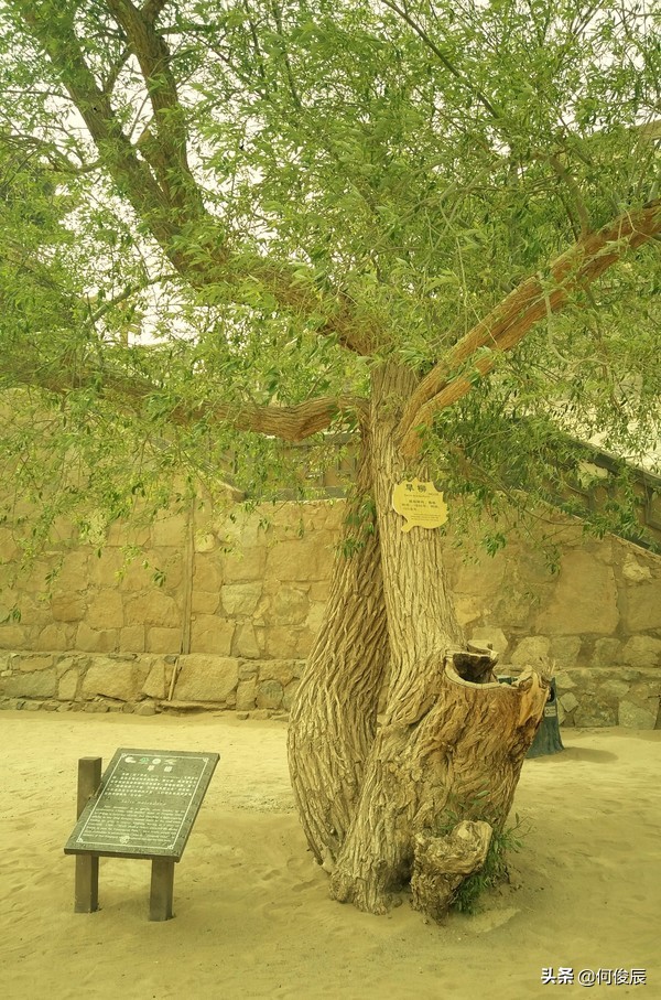 鸣沙山月牙泉堆满了游客,鸣沙山月牙泉景区
