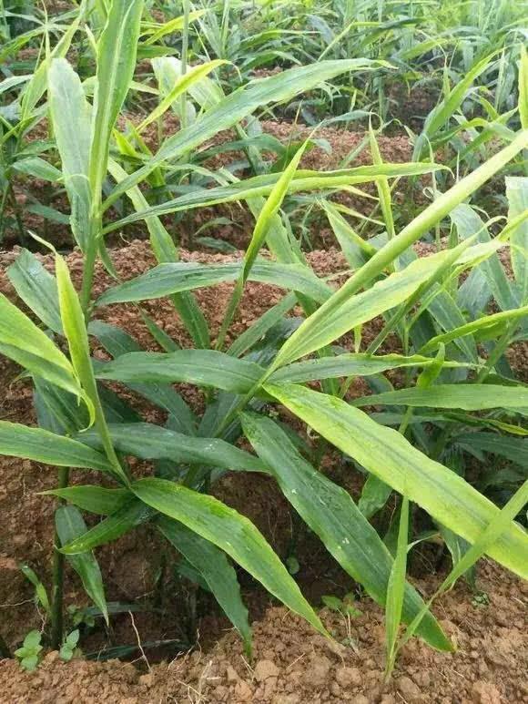 大姜高产栽培技术,大姜长势不好用什么能快速生长