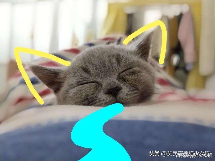 为什么不建议家养宠物猫笼养,猫咪笼养的标准是什么
