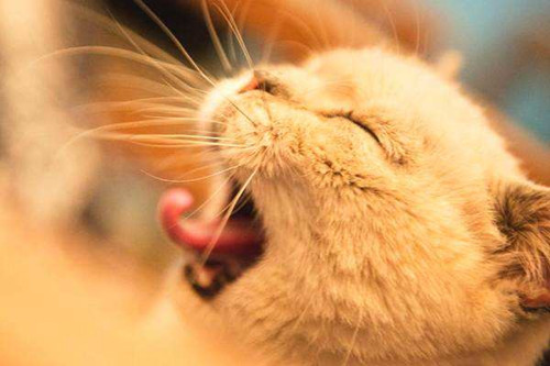 奇妙猫咪物语70天,猫咪奇妙物语