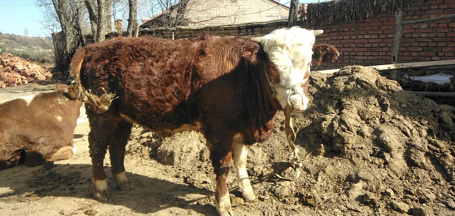 现在养牛前景怎么样，风险还大不大，要是想回老家养牛意下如何？