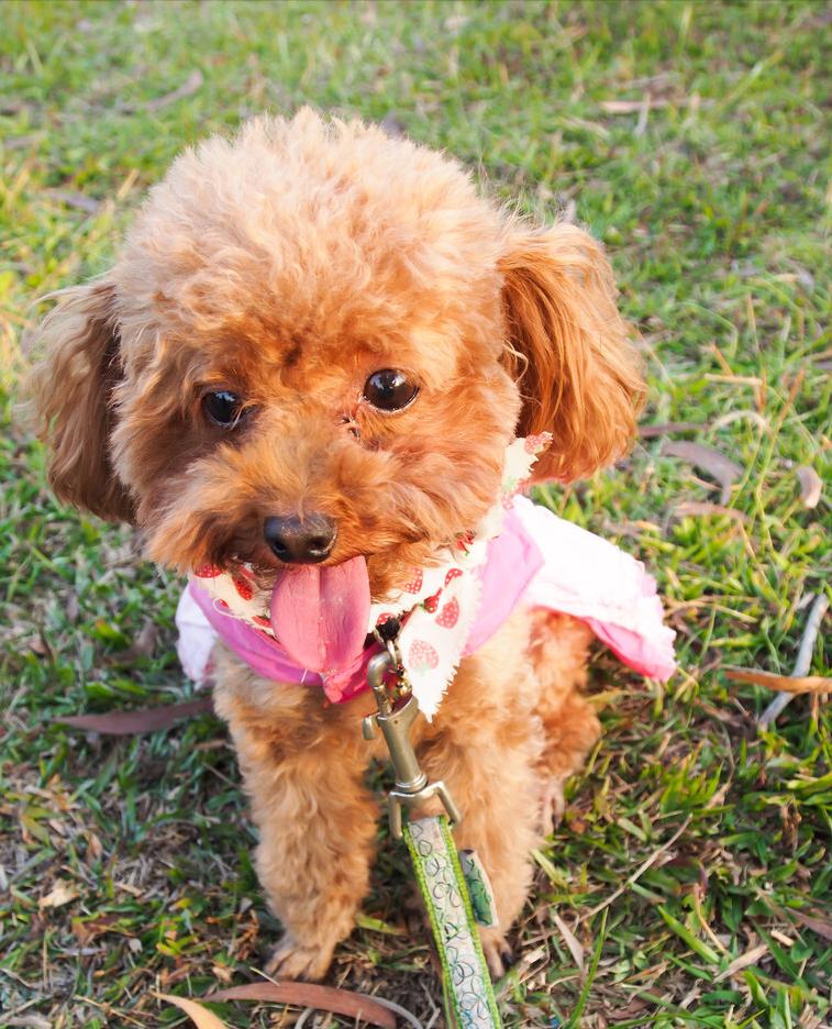 新手养泰迪犬要注意些什么,养泰迪犬需要注意啥