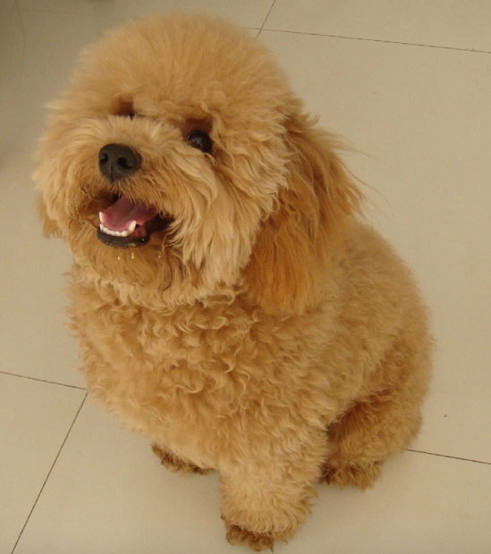 泰迪幼犬的注意事项,关于泰迪幼犬的知识