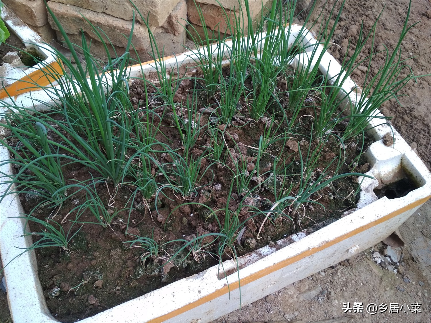 小香葱和葱苗的区别,小香葱幼苗多久才能长得粗壮
