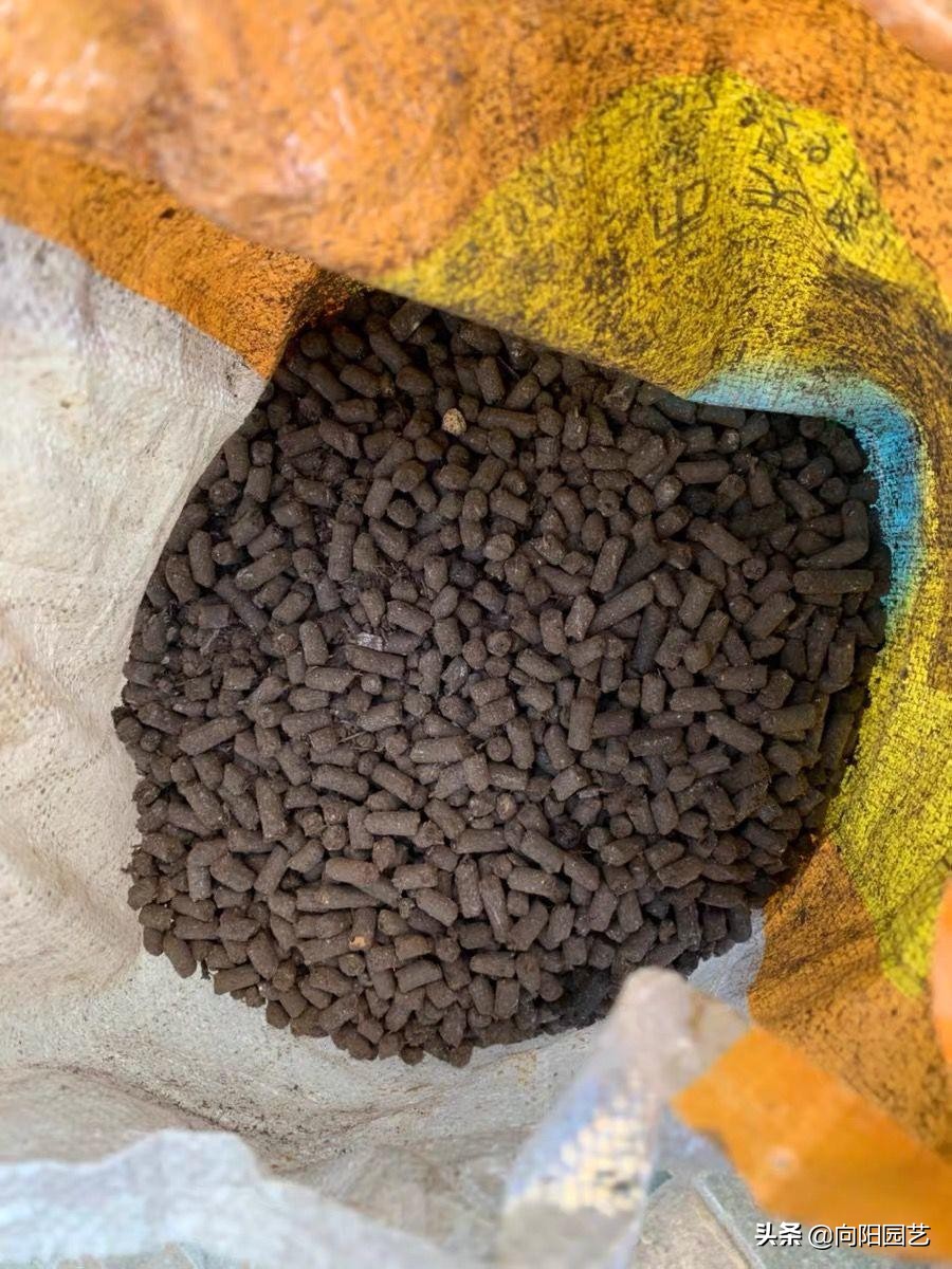 虎皮兰爆小崽但不长高,虎皮兰从底下长出小芽