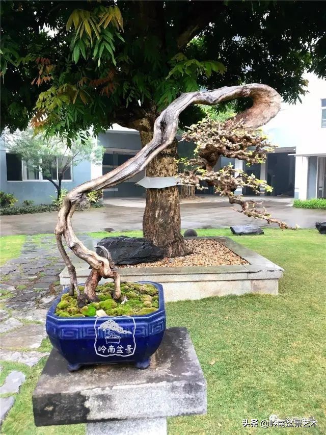 又好看又好养的盆景,最值得收藏的十种盆景