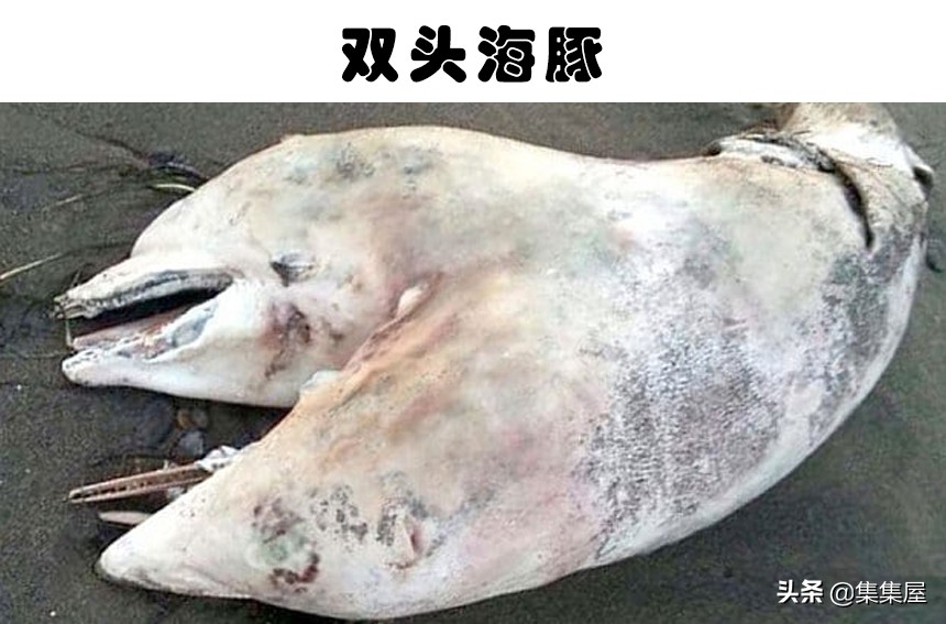 真实存在的5种生物,我的世界虚构生物