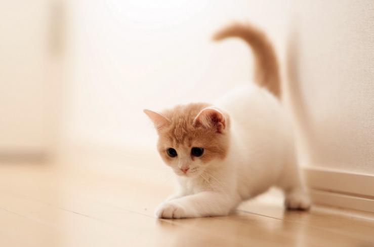 养猫花钱还费时间去照顾,养猫开销很大吗