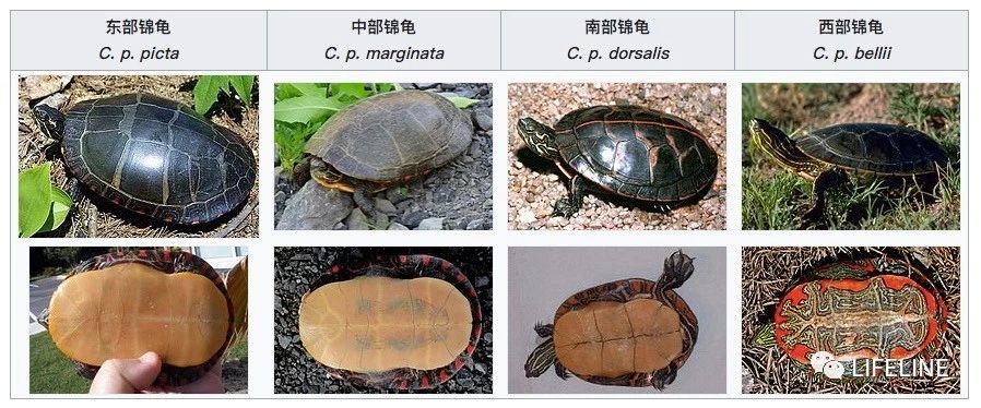 东部锦龟智商排名,红腹东部锦龟