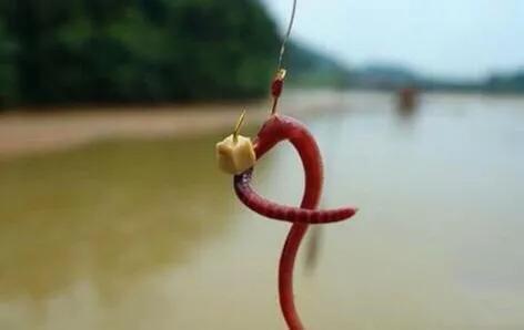 激流钓鳜鱼手法视频,传统钓流水钓法