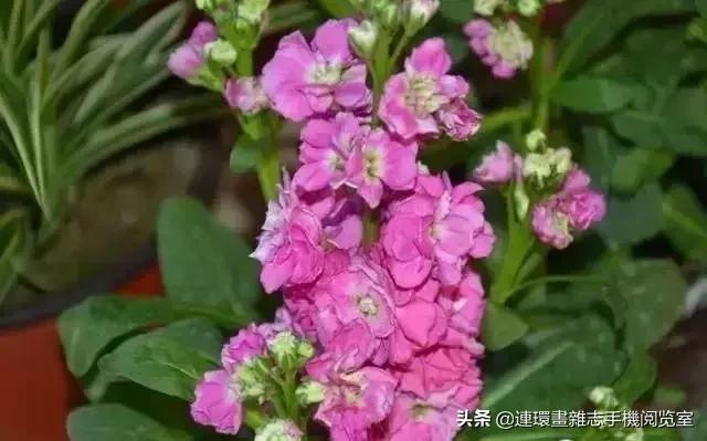 100种常见花卉植物图谱,100种花卉素描图谱