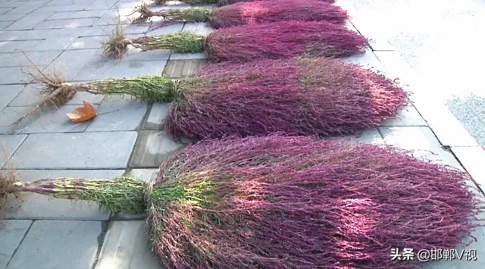 老式扫帚手工,老手艺扎扫帚