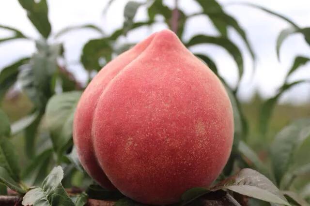 桃木为什么能辟邪的传说,桃木为什么能辟邪背后的原因