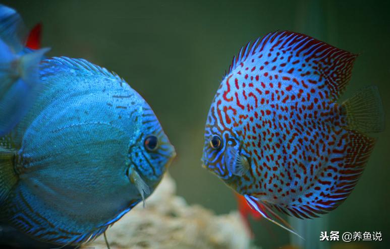 网上买观赏鱼该注意哪些细节？这些常见经验技巧告诉你