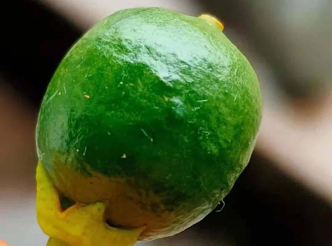 疮痂病，现已发现发病！常规、高阶、以及顶级版用药推荐