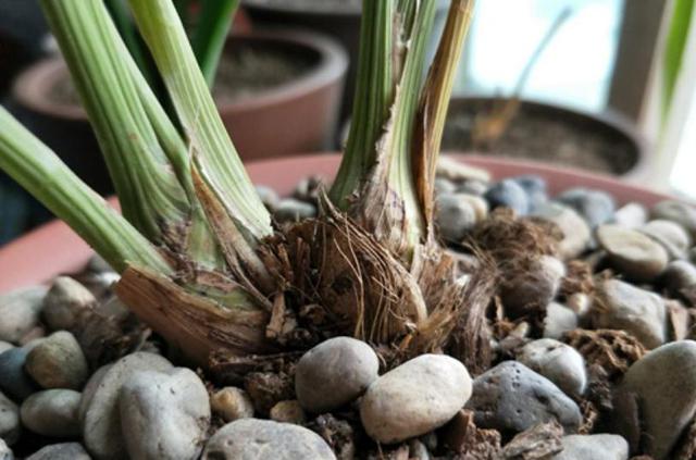 怎么判断兰花换盆成活状态,兰花爆盆后是分株好还是换大盆好