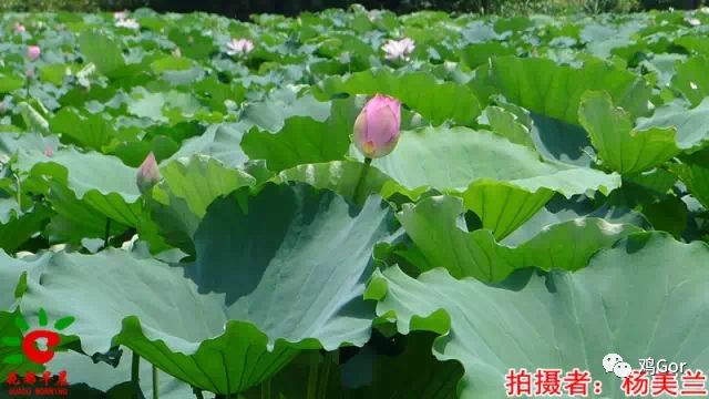 花都东镜村旧改2023计划,花都旧改重点