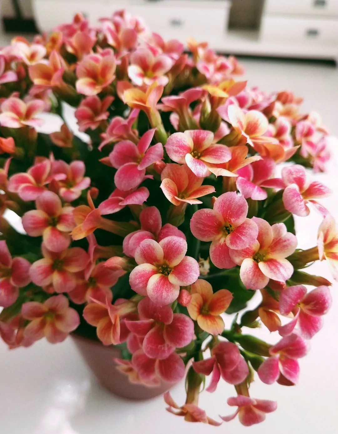 单瓣长寿花品种大全图,长寿花单瓣最好看的品种