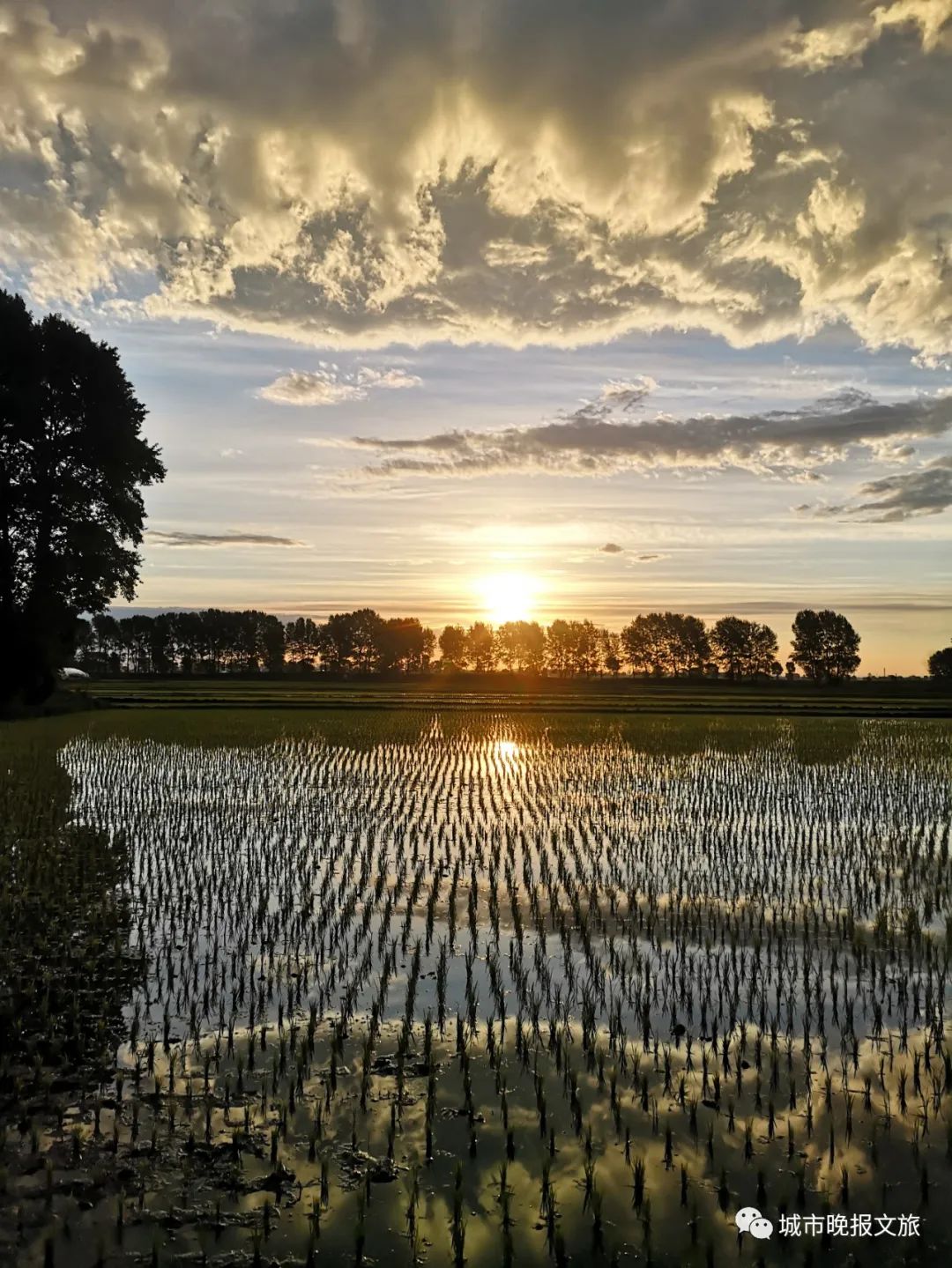 城晚拍拍丨飞鸟过帆影