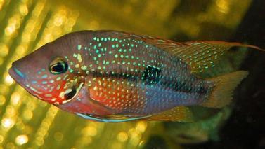 南美慈鲷,慈鲷有黑色的吗