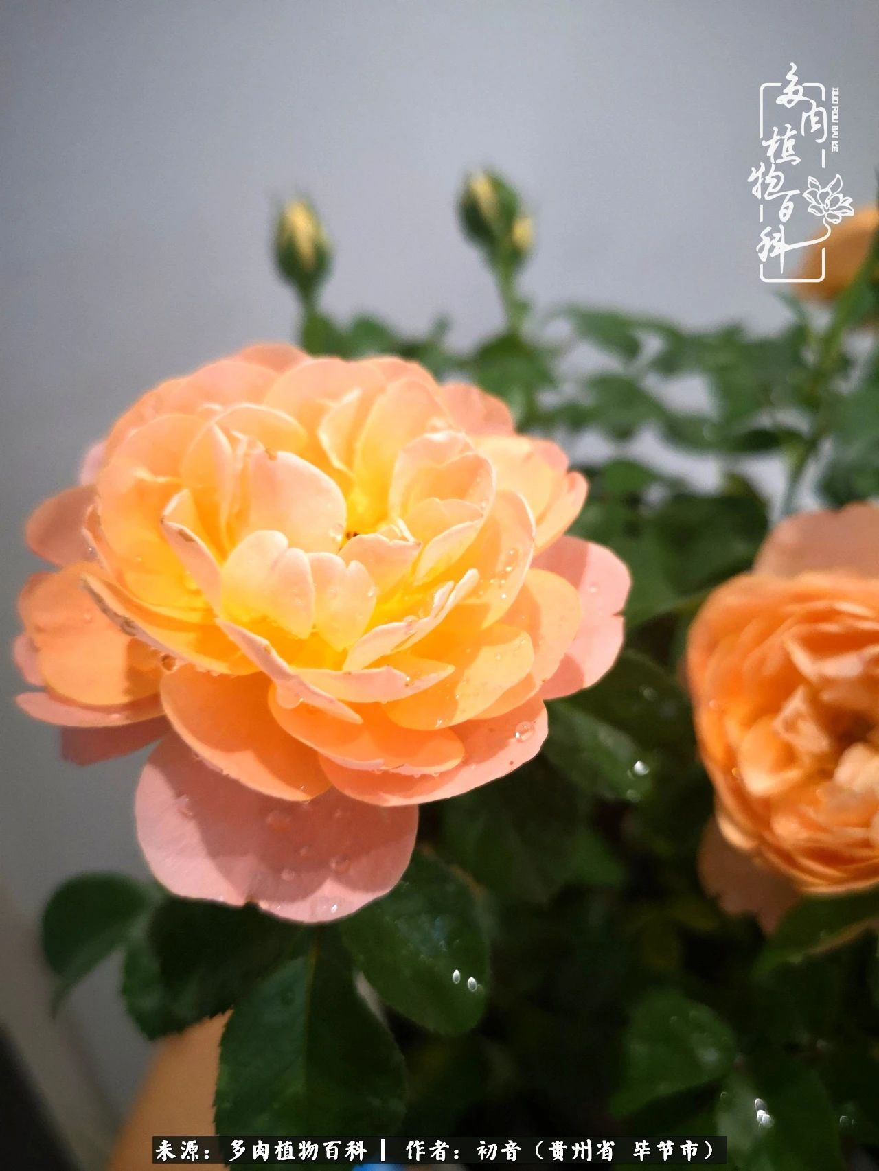 和多肉共度美好时光,与多肉一起成长