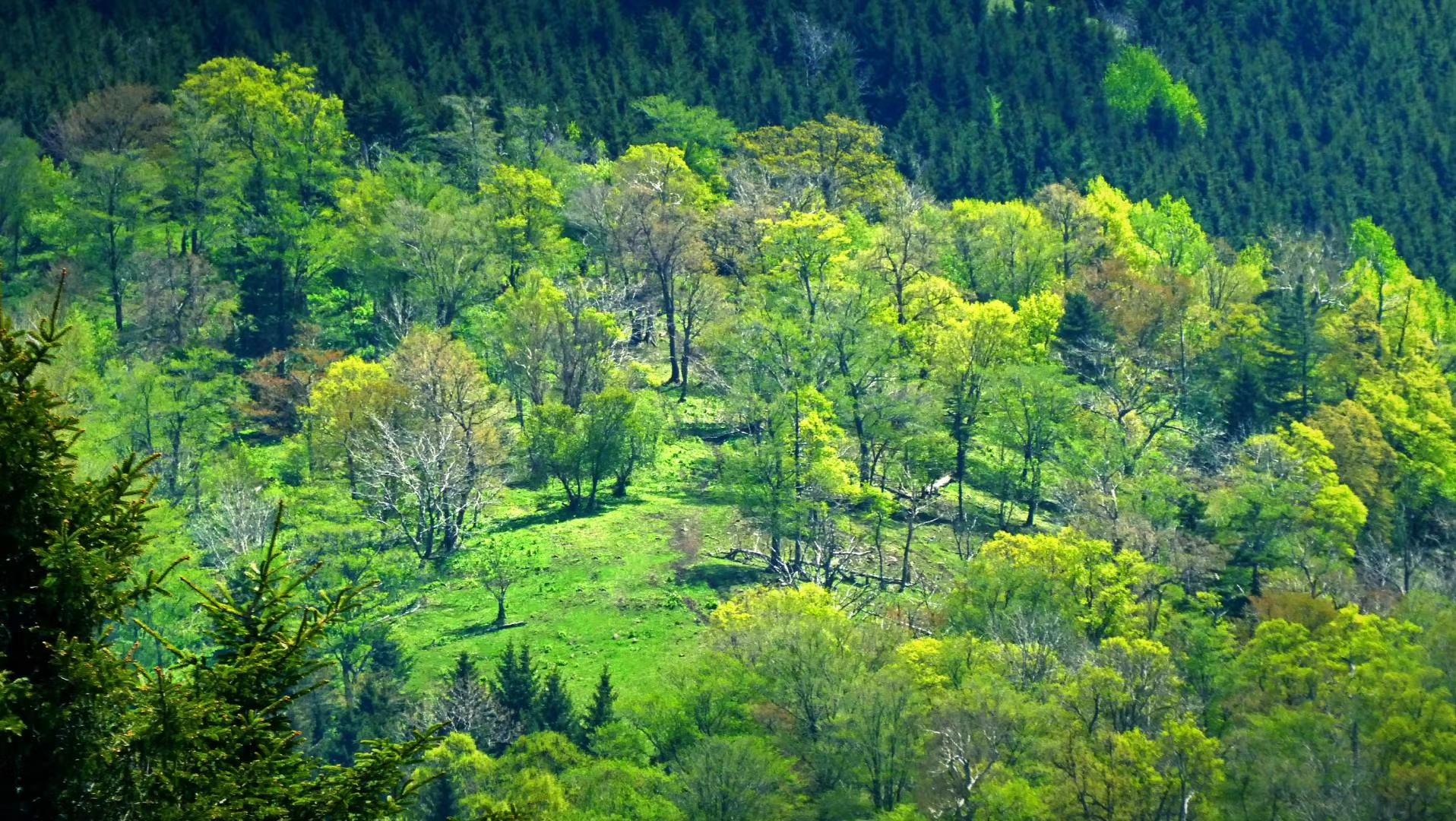 康熙一生巡访几次,康熙帝三次亲征的路线