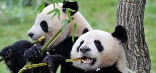 大熊猫最爱吃的竹子是什么竹子,大熊猫为什么吃竹子不伤嘴
