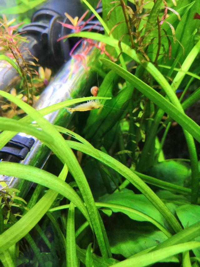 草缸滤桶如何配置滤材,草缸滤桶滤材摆放顺序