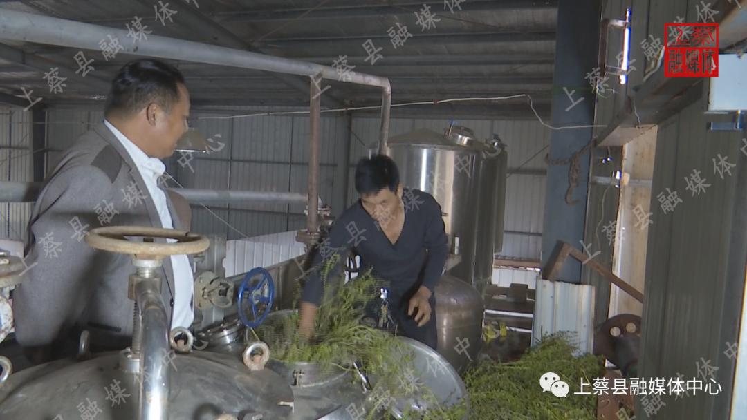 为什么好多人吃不了荆芥,荆芥的食用方法窍门