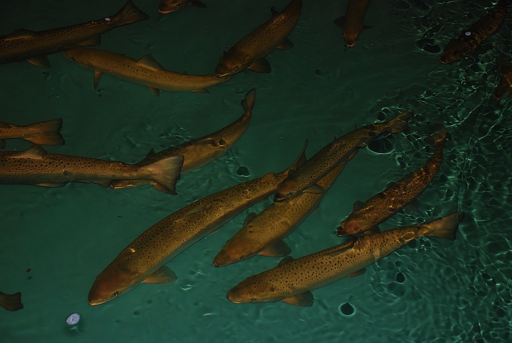 三文鱼的一生,三文鱼的一生完整视频