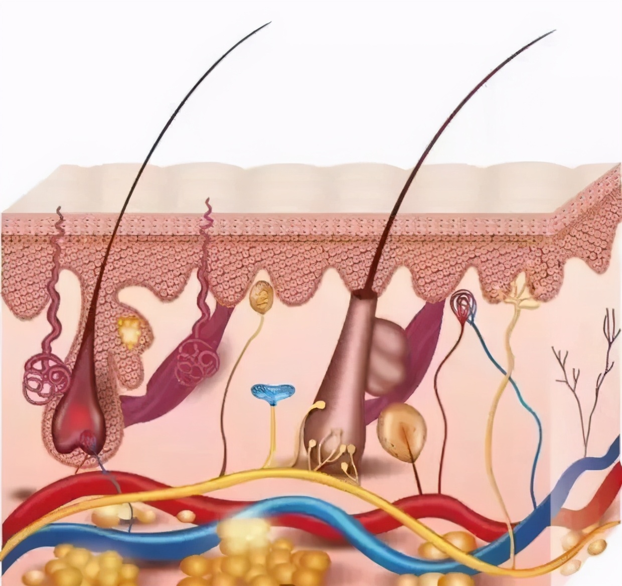头发细软怎么办适合什么发型,头发又软又细用什么护发