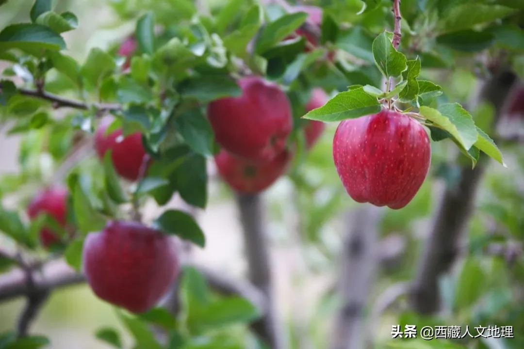 8次深入喜马拉雅，著名藏学家朱塞佩·杜齐的阿里探险之旅