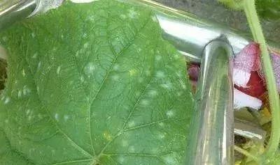 代森锰锌能治土壤板结吗,代森锰锌能防哪些病