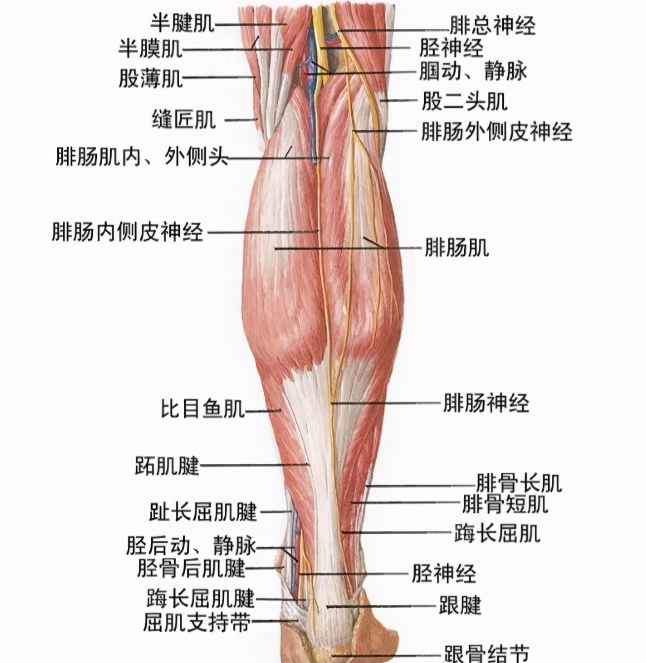漫画腿蜕变过程,漫画腿怎么整容