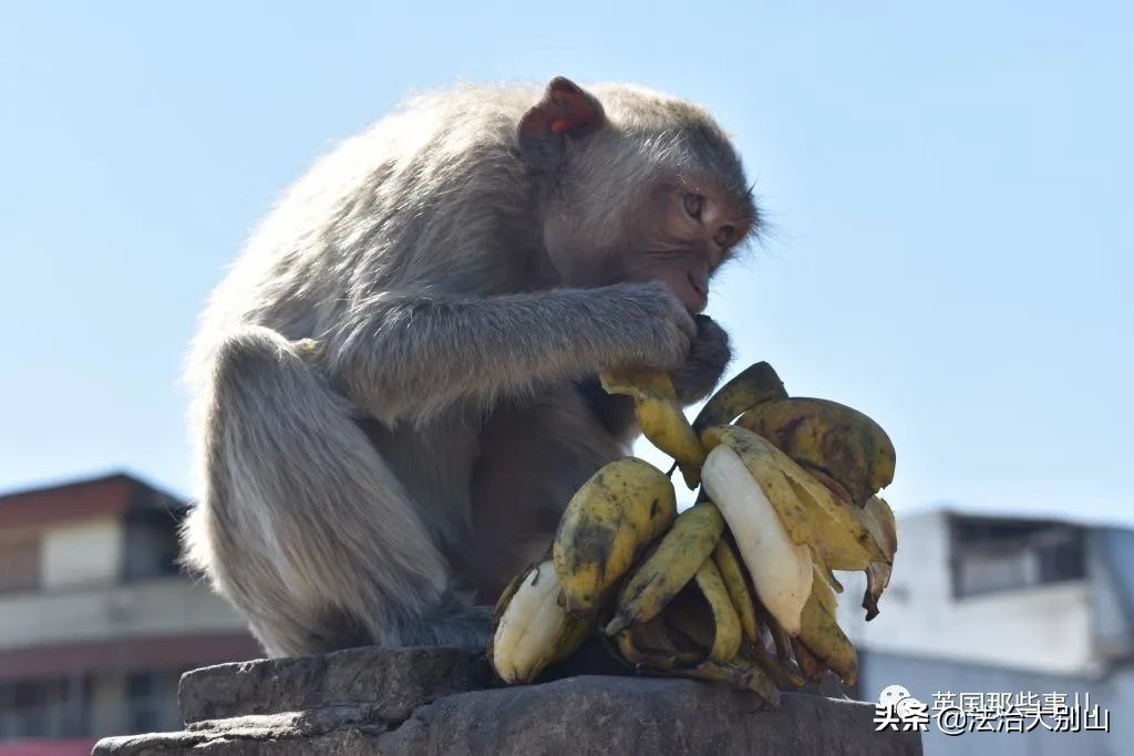 泰国疫情猴子,泰国猴子抗击疫情视频