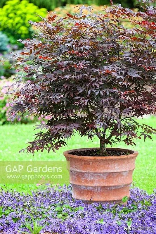 中式庭院藤类植物,枫树和紫藤