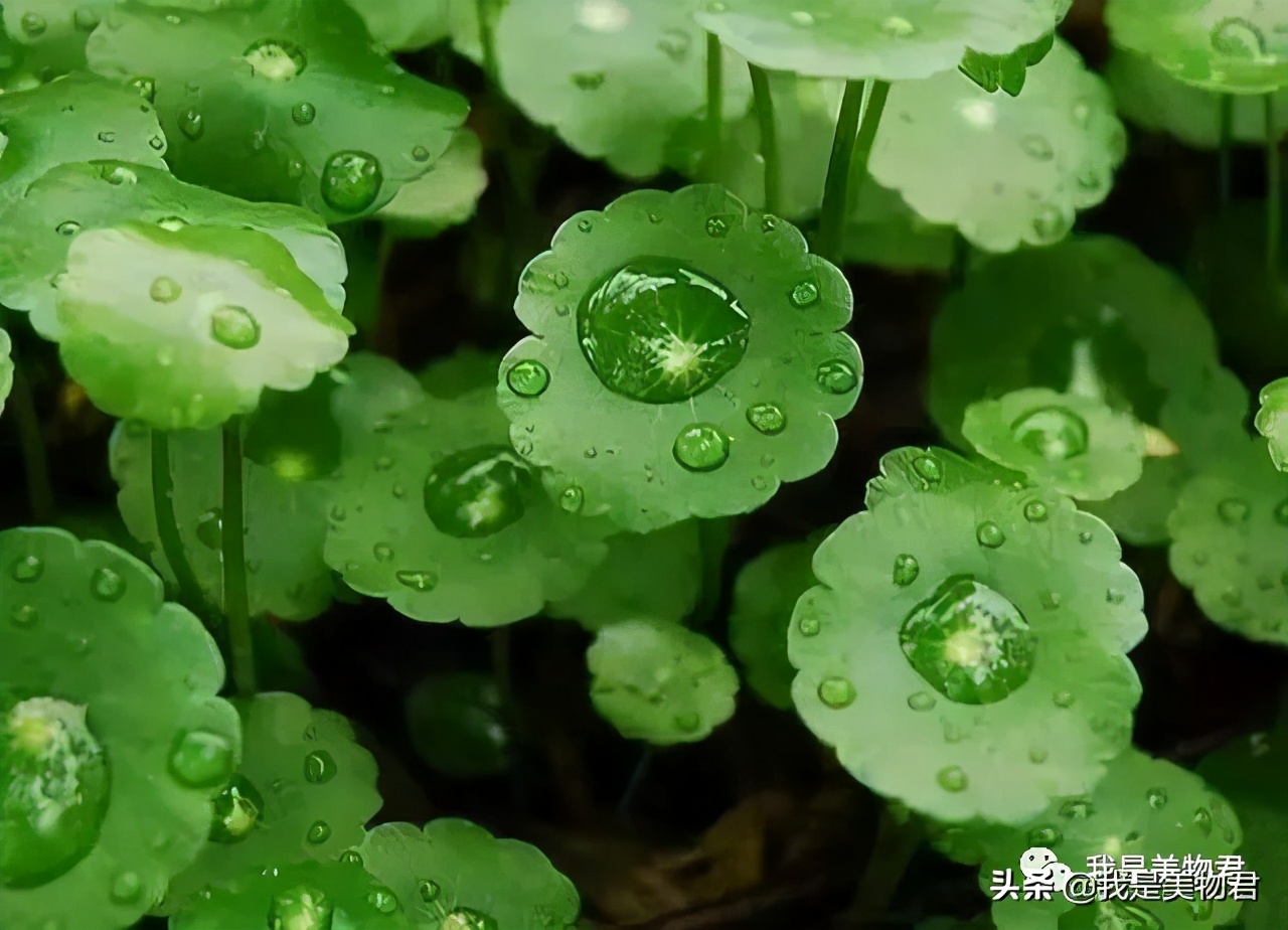 老虎面膜的功效与作用,老虎舒缓面膜的功效