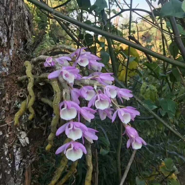 养花，最烦“长虫子”，治不如防，1个小方法，小虫子不敢来！