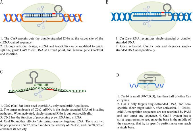 基因魔剪是什么概念,基因研究的热点
