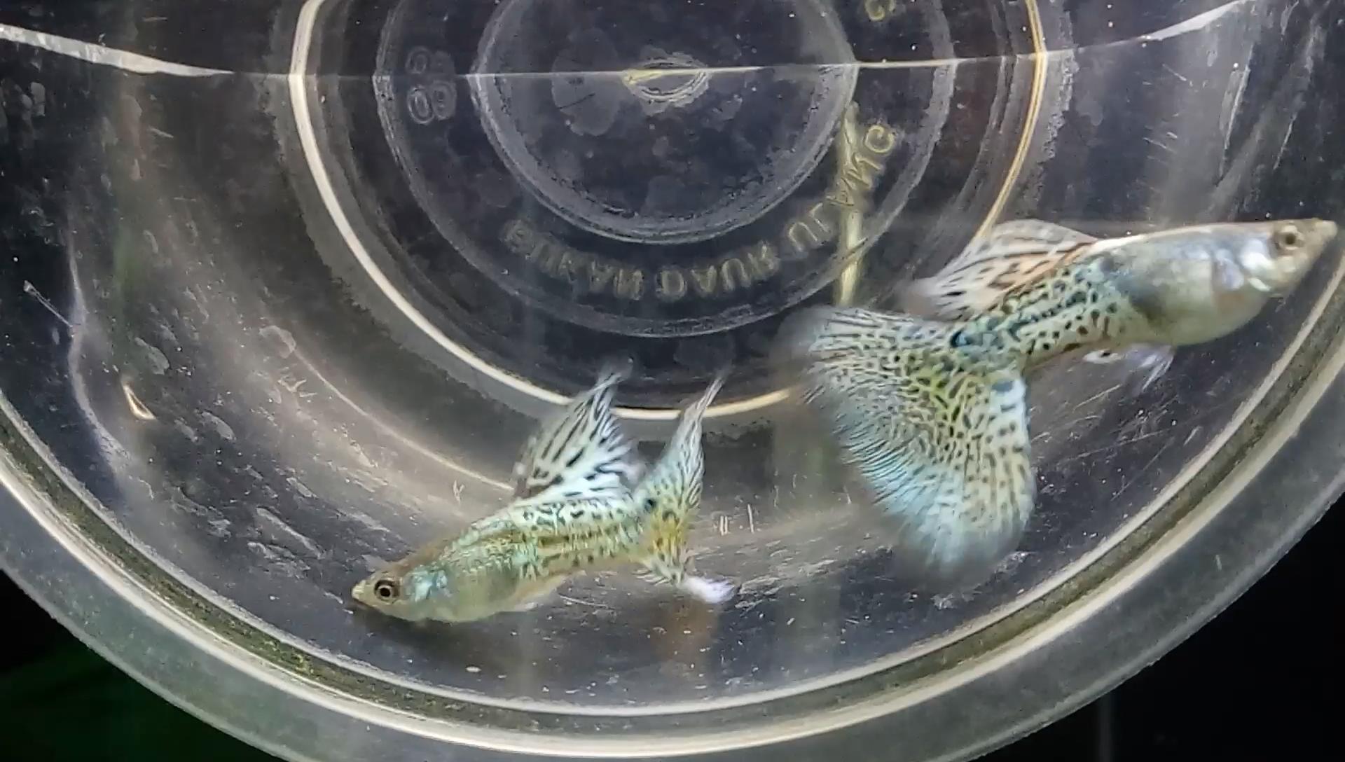 孔雀鱼爆了一点鳞,孔雀鱼爆鳞自己能恢复吗