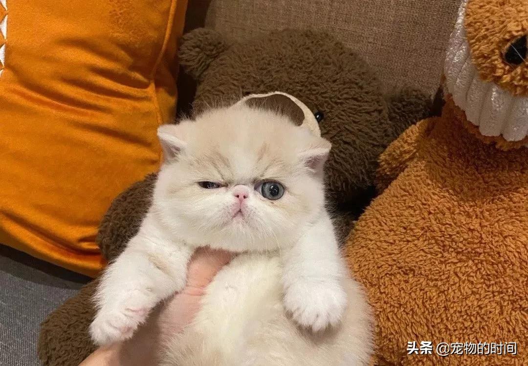 新手养成年猫咪的基础知识,养猫咪新手入门必备知识100个