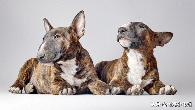 犬舍买狗攻略,揭秘犬舍买狗